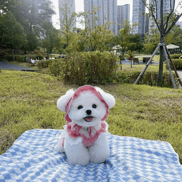 Complete Guide to Ethical Puppy Adoption in the USA