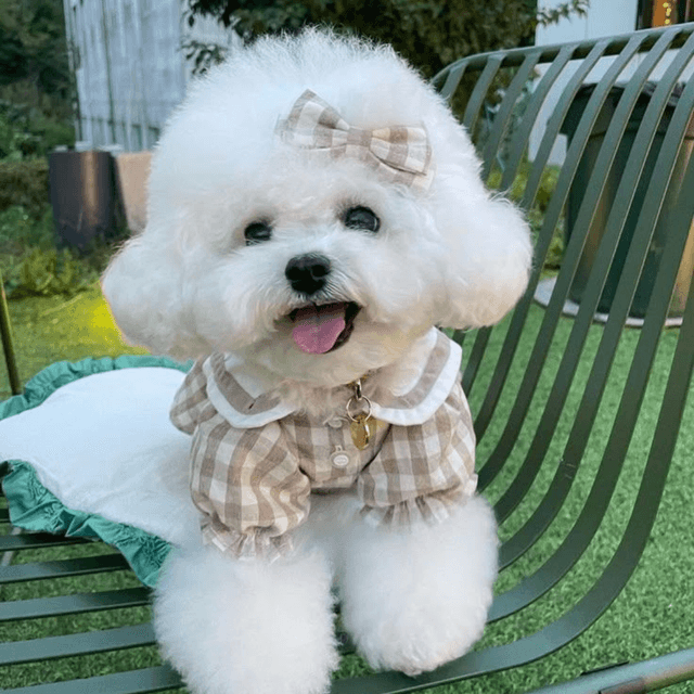 Cheapest Ways to Adopt a Puppy in the USA – 2025 Overview