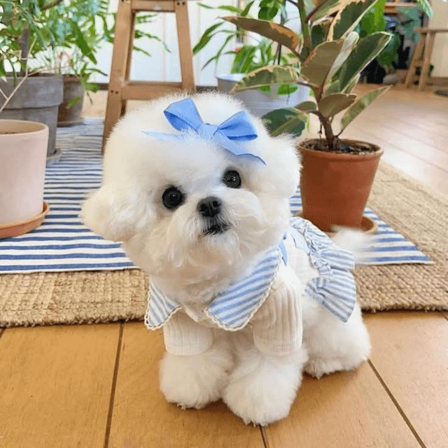 Best Affordable Puppy Adoption Options in the USA 2025